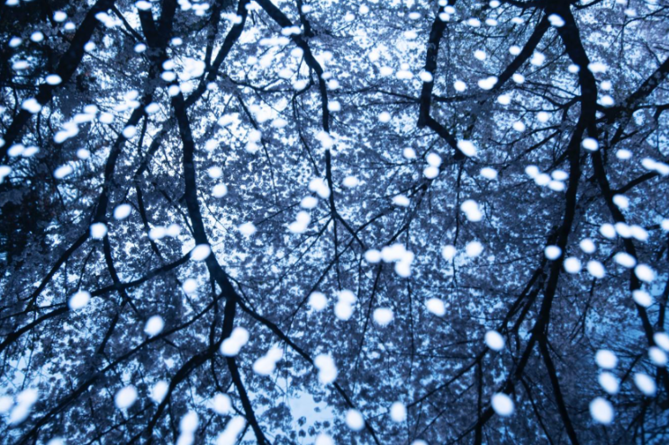 작품  2023_01 CHERRY BLOSSOM_01 2008, NAMSAN(MT.), SEOUL, KOREA_195*130